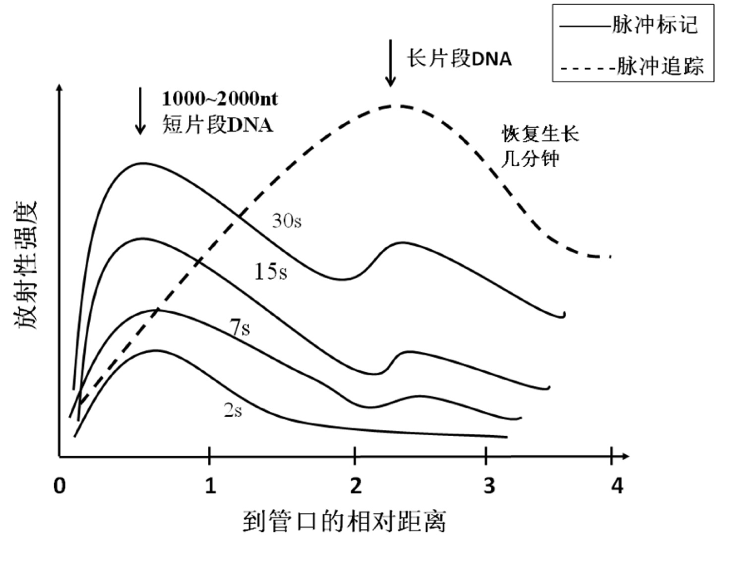 DNA复制实验