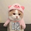 Picture of 陈金辉 20170121100